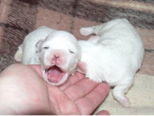 ������ �������.JPG