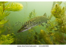 stock-photo-pike-on-the-plants-background-111166580.jpg