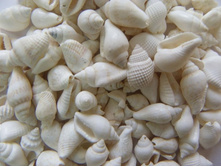 ����� �����_70+%