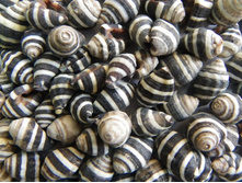 ����� ���������_70+%