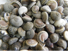 �������� ����������_70+%