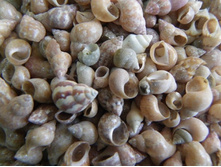 ����� ������_70+%