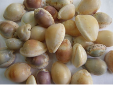 ������ ��������_70+%