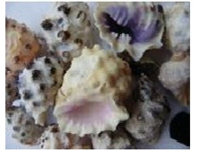 ����� ������_70+%