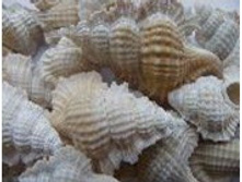 ������� ��������_70+%