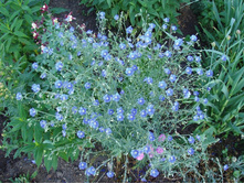 ��� �����������