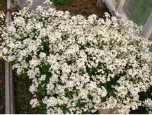 ������ ���������� ��������������.JPG