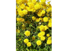 ������� ���.JPG