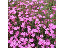 �������� - ��������