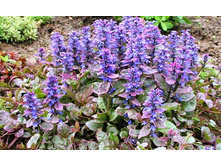 ������� ��������.jpg