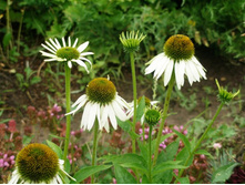 �������� ��������� �����