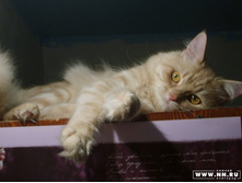 ��� ��� ����������