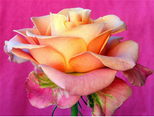 ����� ����. ����� ��������!