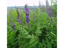 ��������� (�������)  1 �� 77���..jpg