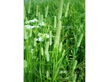 ���������� �������  1��   115,5���..jpg