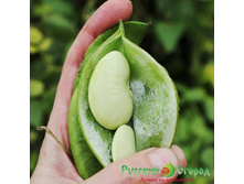 ������ ������� ��� �������, 10,9���..jpg