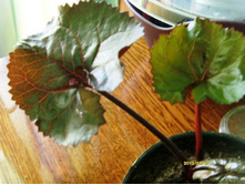 ��������� ���� ���.JPG