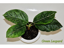 ��������� Green Leopard