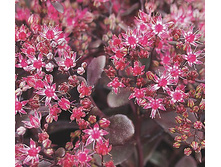 ���������  ������� ��������+