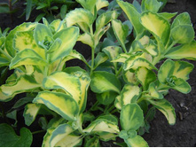 ����������� �����-����������*