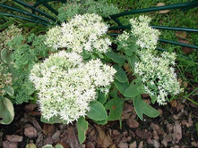 ������ �������� *