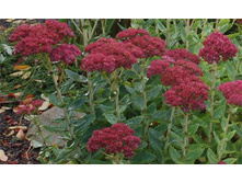 �������� Herbstfreude *