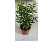 ����� ������- ��  250 ���.