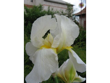 ���� ����� (��������� �����) �������. �� ���� ����- ��� ������ � ������.jpg