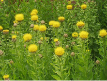 ������� ����������� ������ (�������)