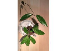 Pubicalix Royal Hawaiian purple