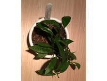 ���� �� ������� ��� �������. 