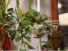 �� �������. ������ ����� cv.Tove