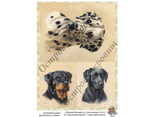 ������ �4.jpg