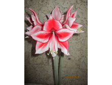 ����������� �������