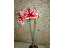 ���. Charisma (�������)