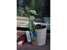 Hoya dennisii Forster et Liddle, 1993 ���� �������.