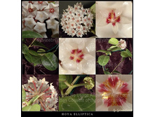 ��� ��� �� - ���������