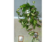 ������ ����� Hoya carnosa var. picta cv. Rubra