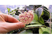 ���� ���������� 