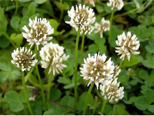 ������ �����  �������� (25 ��.) 357,5���..jpg