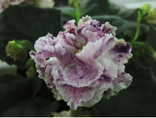 ��-�������� (2011)