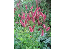 ����������� ������ +25�