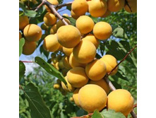 ������� ���������.jpg