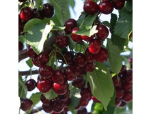 ����� ������������ ����-����� (����� x �������).jpg