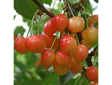 ������� �������� �������.jpg