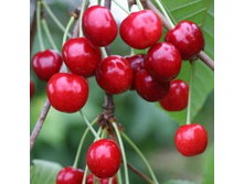 ������� �����.jpg