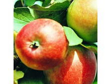 ������ ���������.jpg