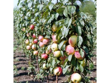 ������ ������������� ������.jpg