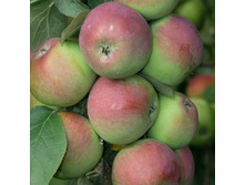 ������ ������������� ����.jpg