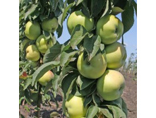 ������ ������������� ���������.jpg